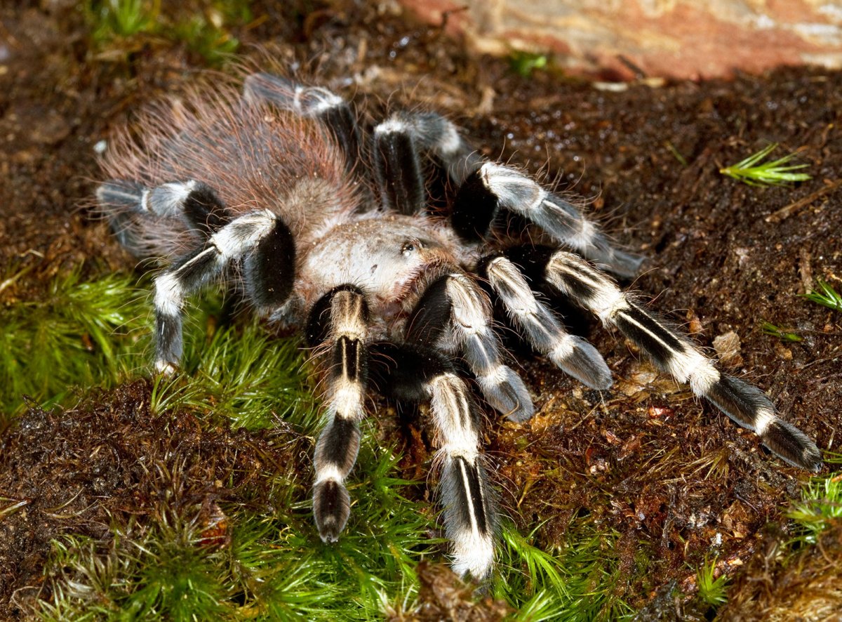 Птицеед нанду хроматус