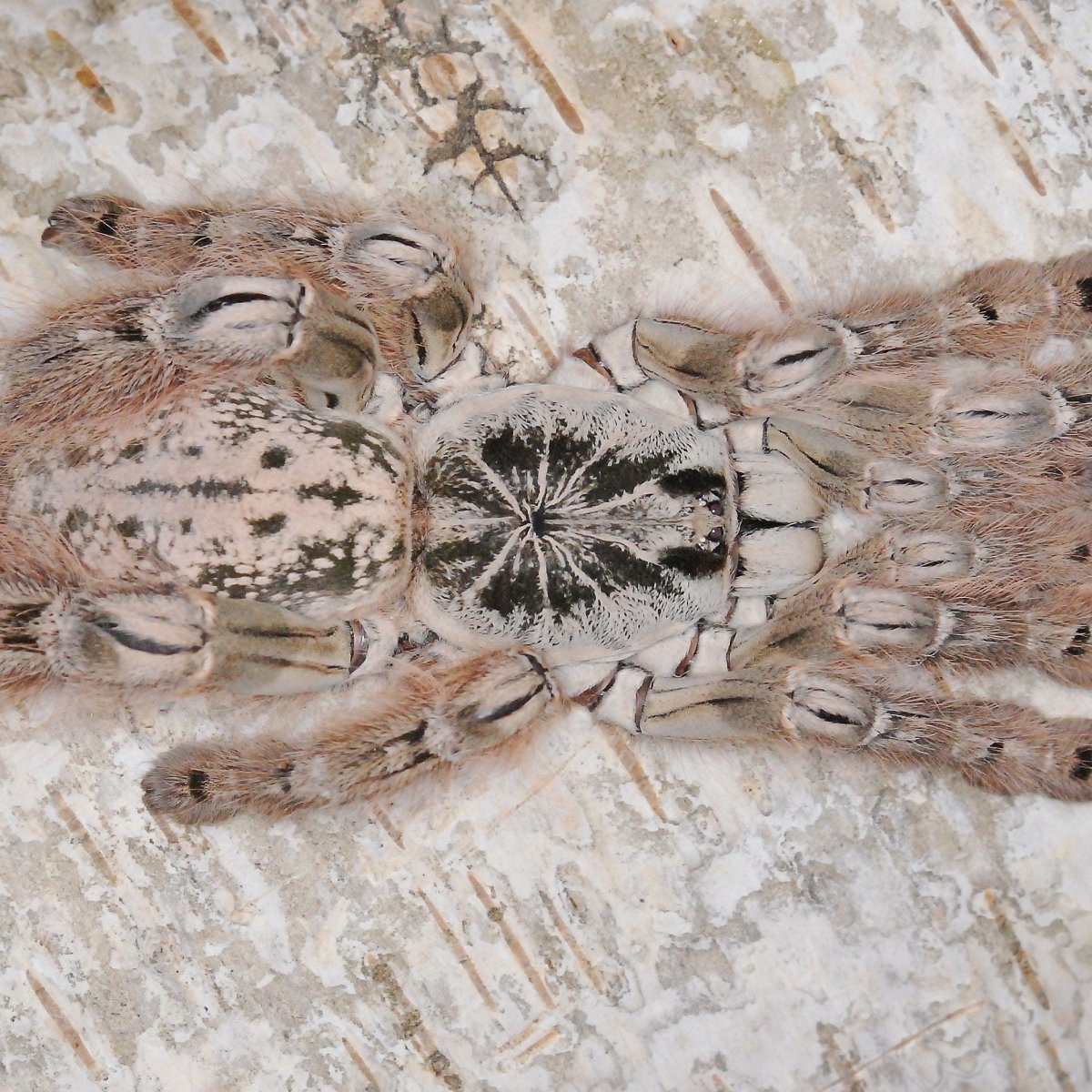 Heteroscodra maculata l1