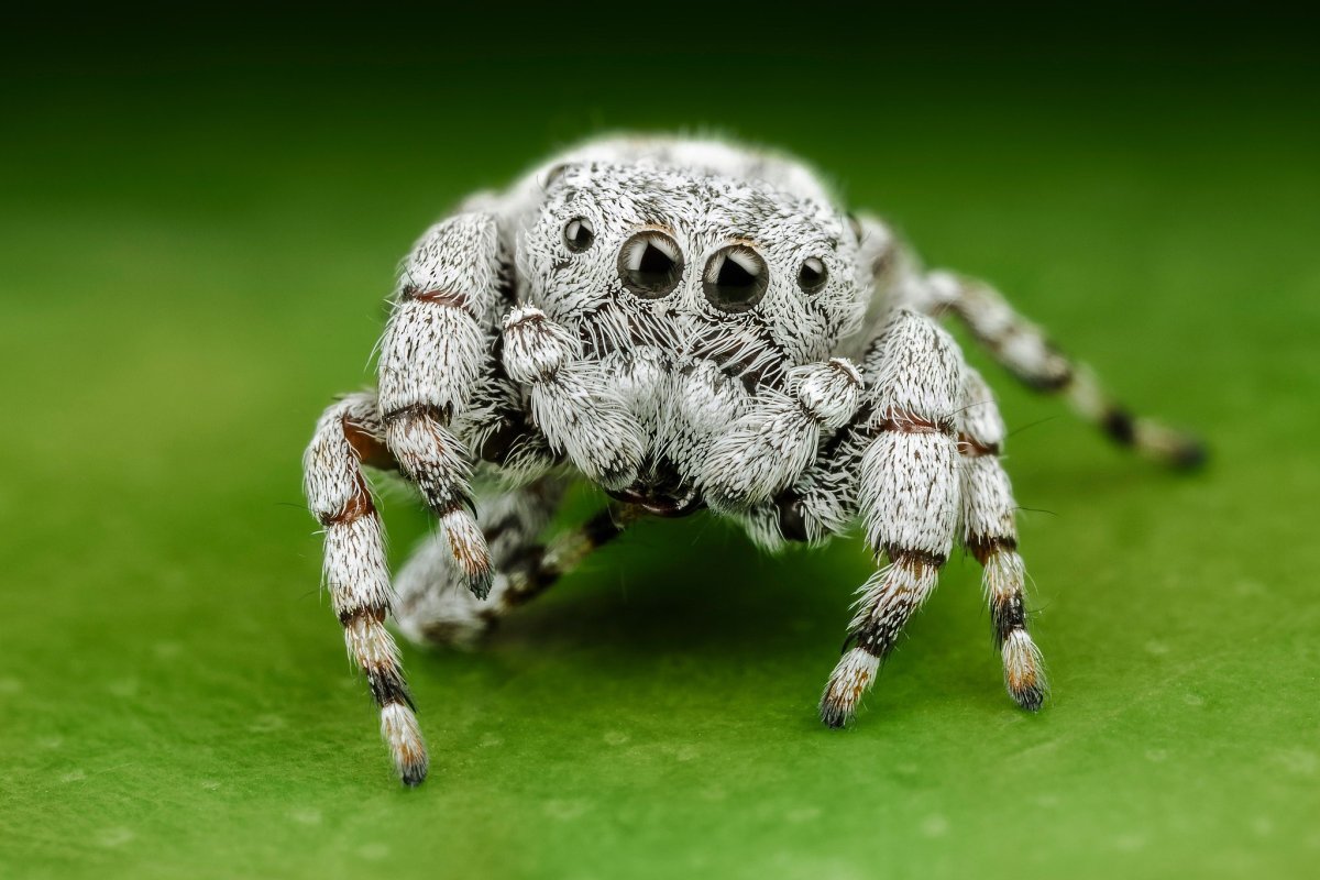 Тарантул альбинос