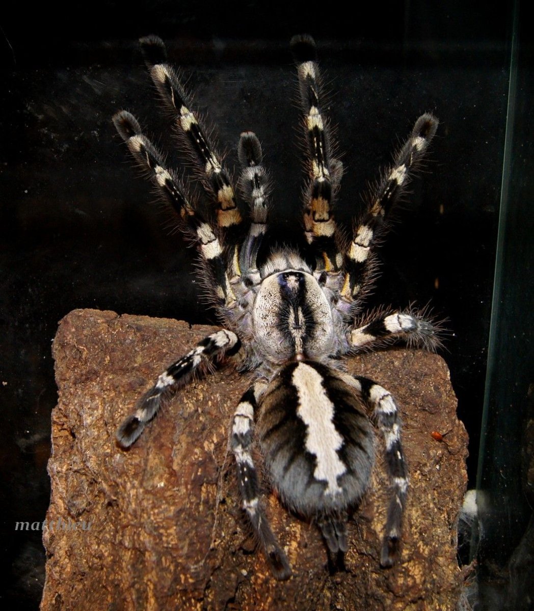 Poecilotheria tigrinawesseli