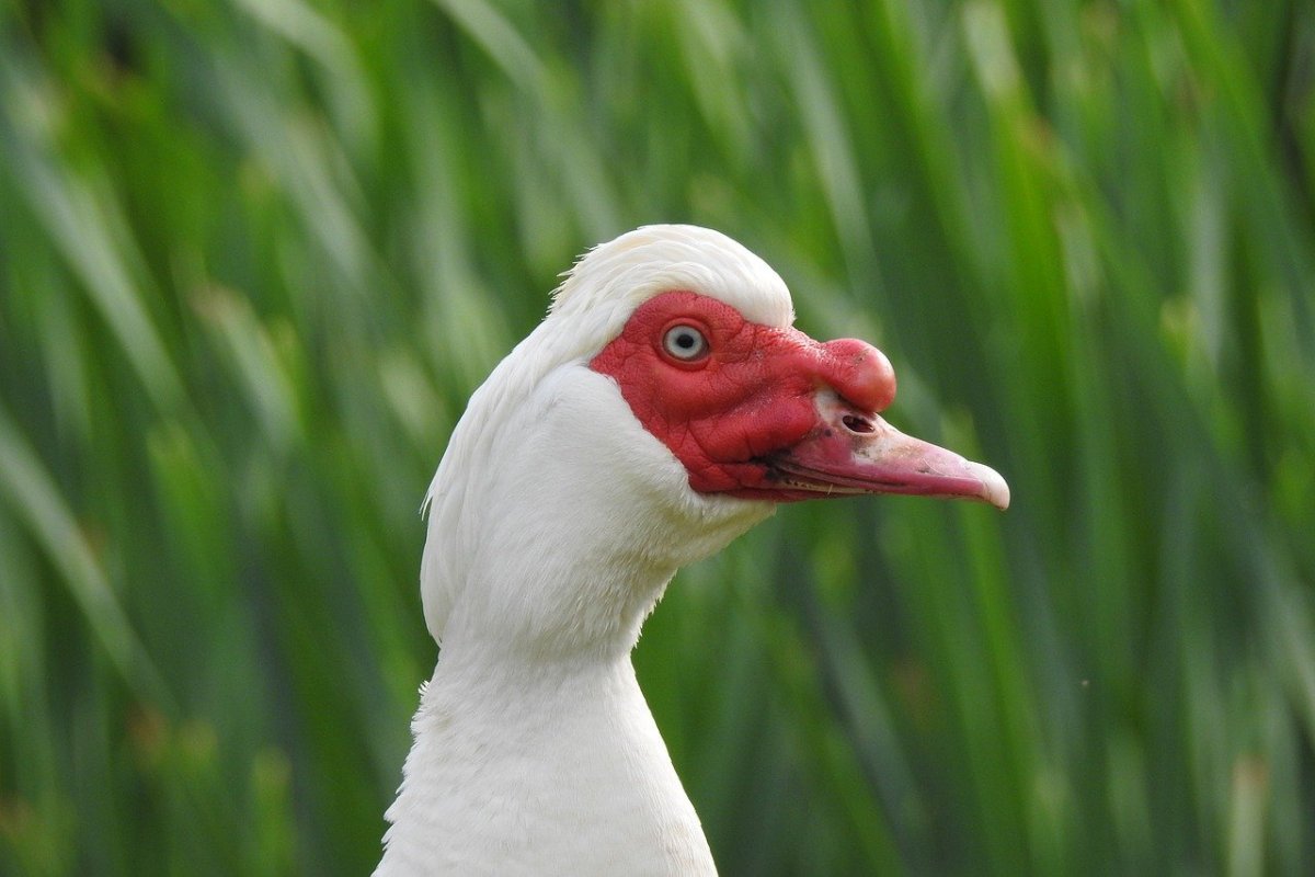 Французская утка