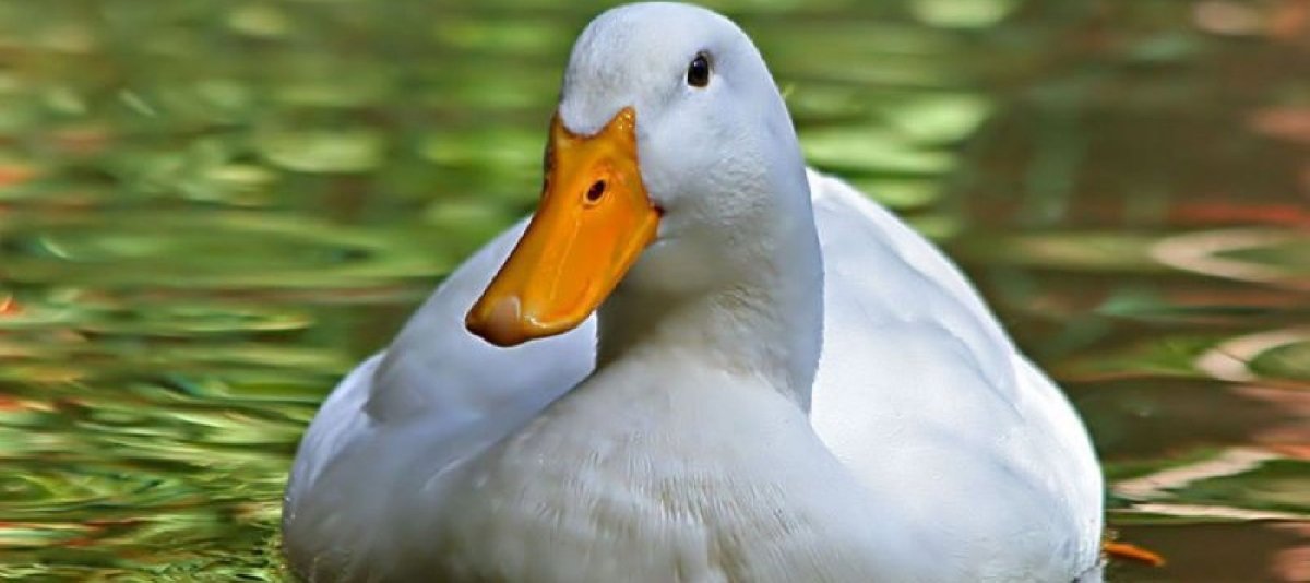 Утята черри Велли