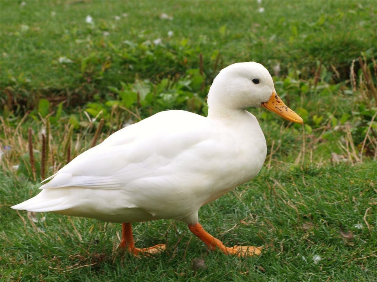 Утки породы Стар 53