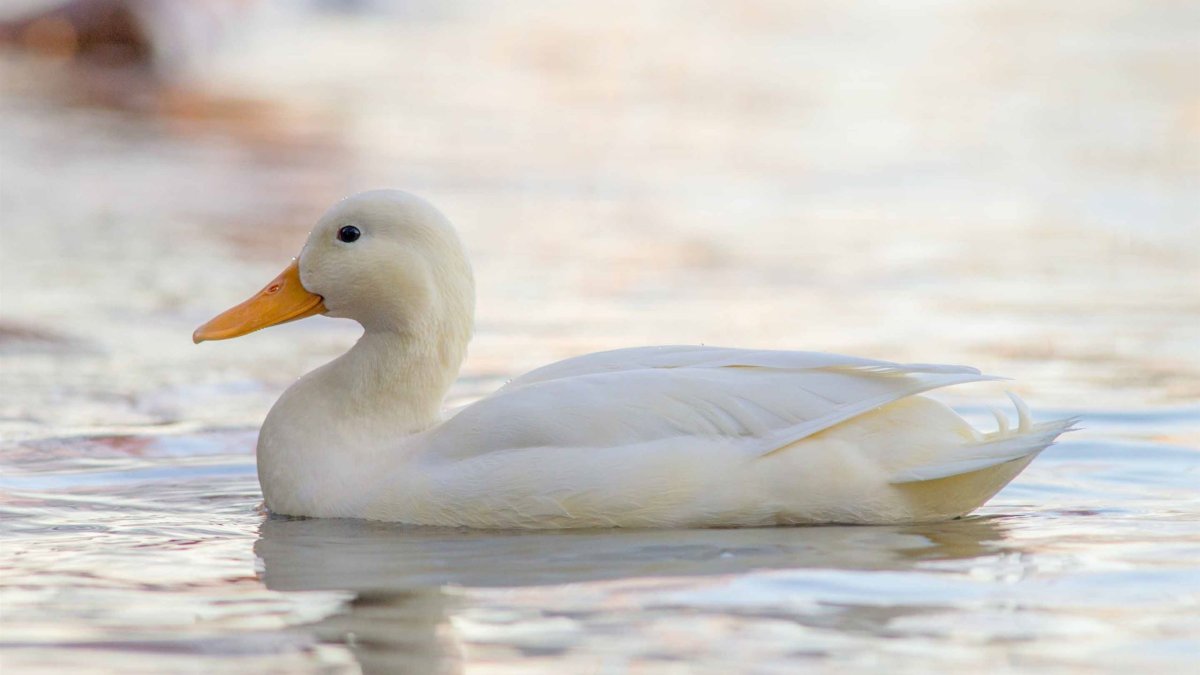 Утка кряква домашняя белая