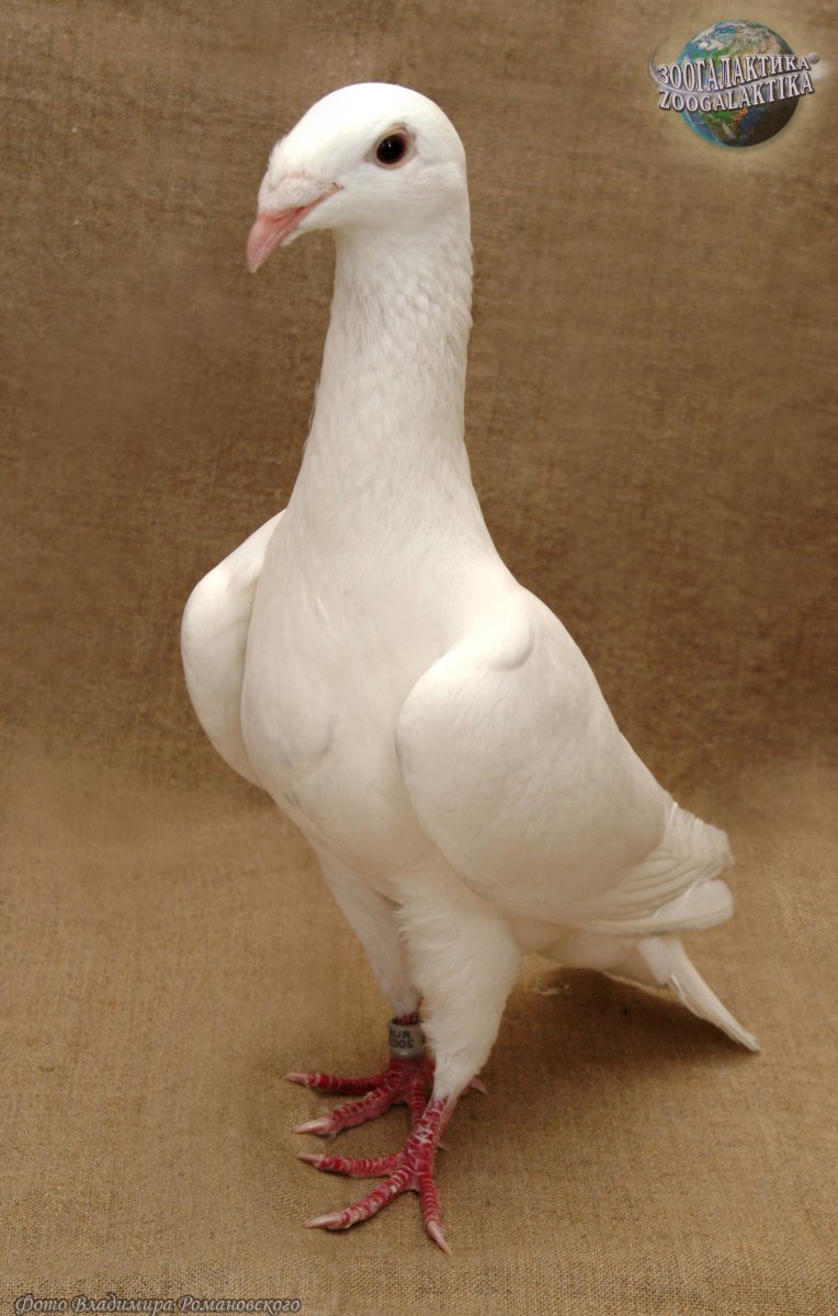 Голуби породы почтари