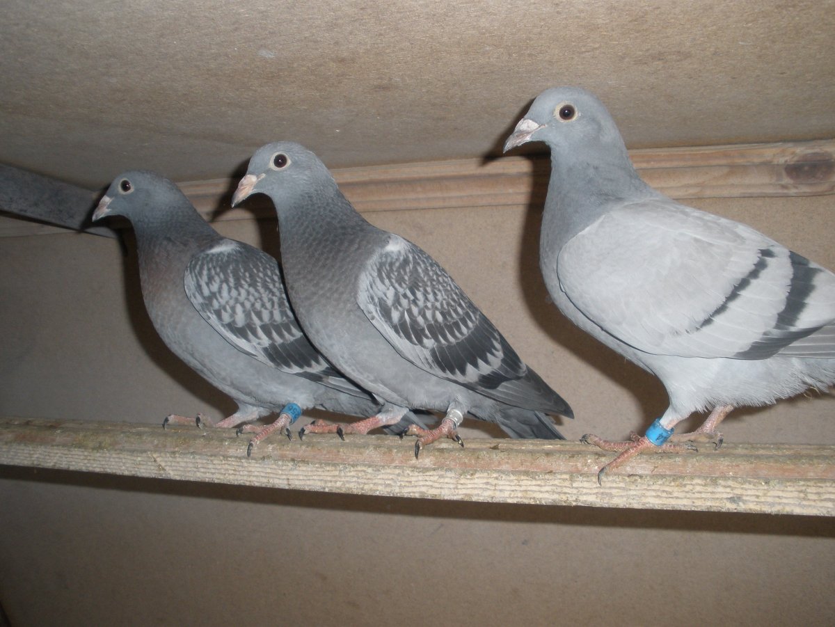 Бельгийские спортивные голуби