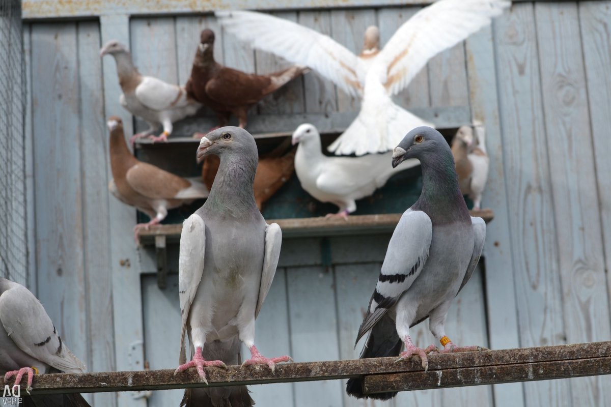 Голубь Богемская космоногая