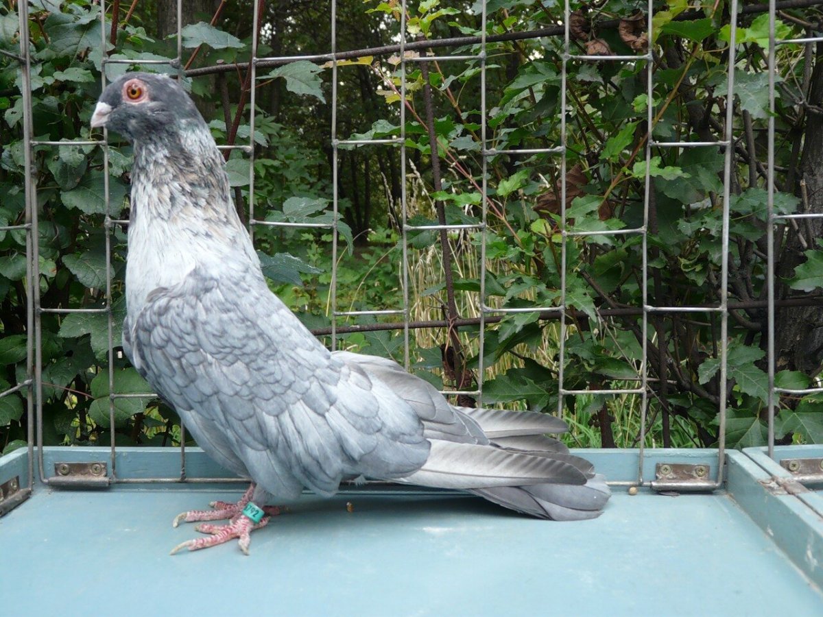 Голуби Египетский Стриж