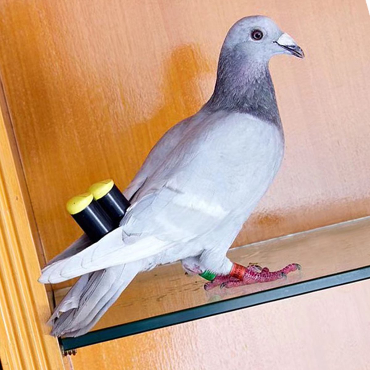 Свисток для голубей