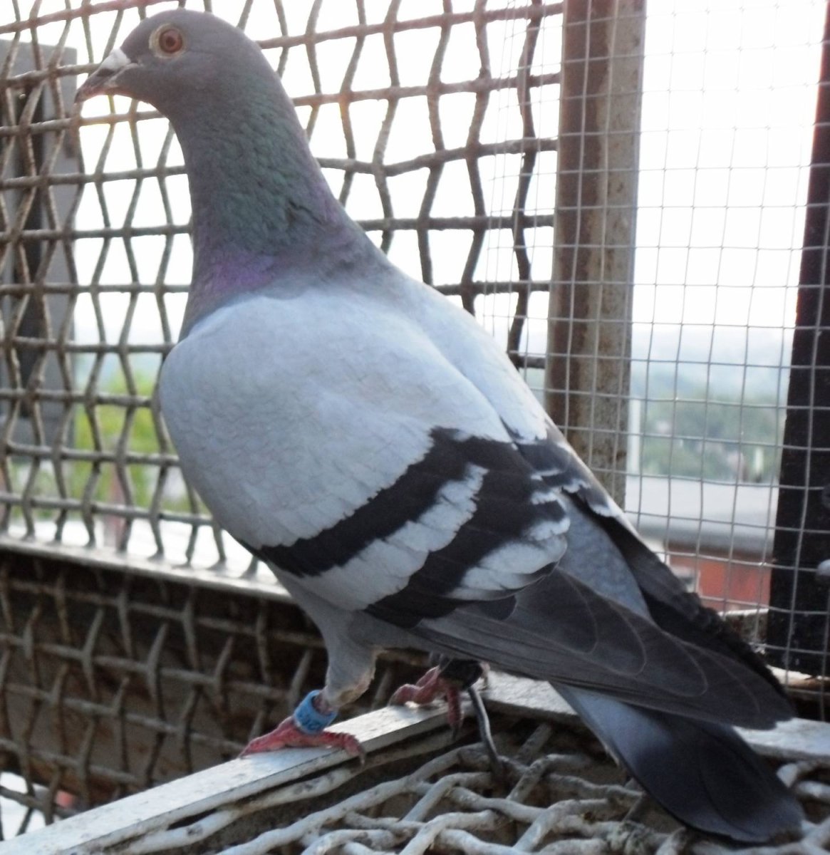 Голуби породы Арденны