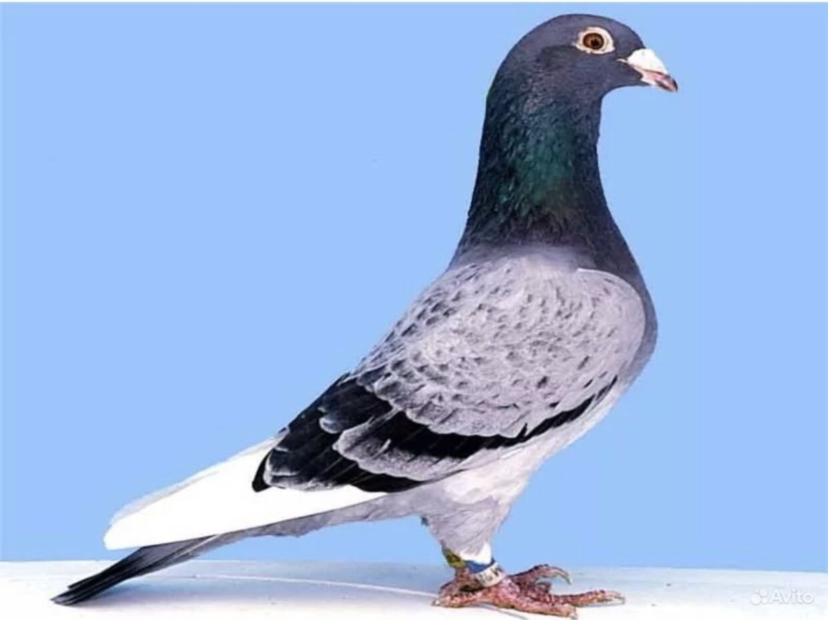 Бельгийские голуби