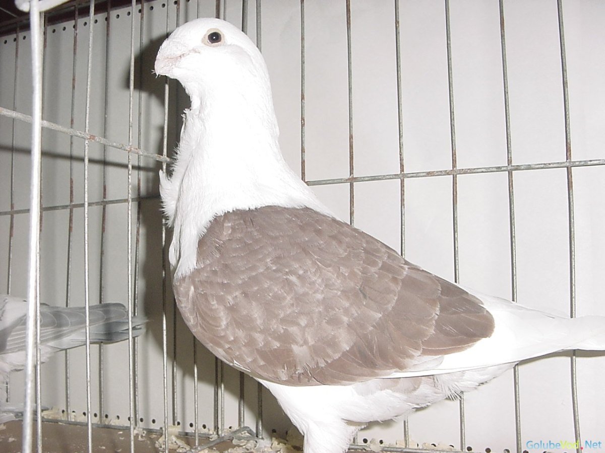 Голуби породы Арденны