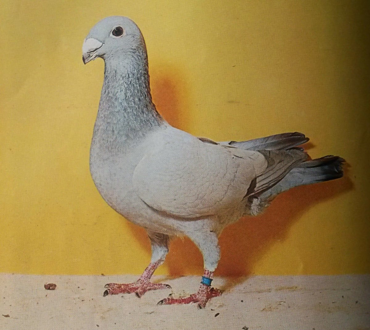 Порода голубей немецкий Кайзер