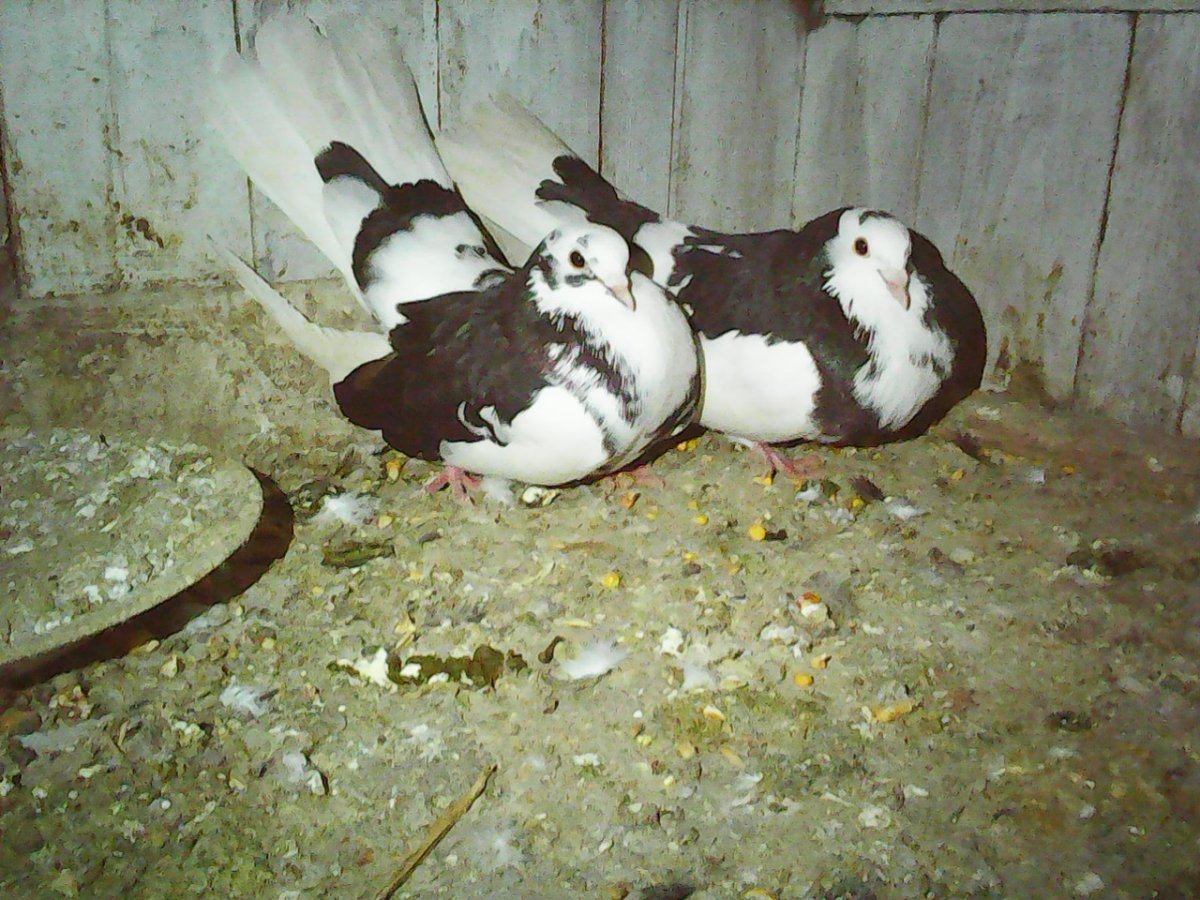 Голуби породы Мальтийская Курочка