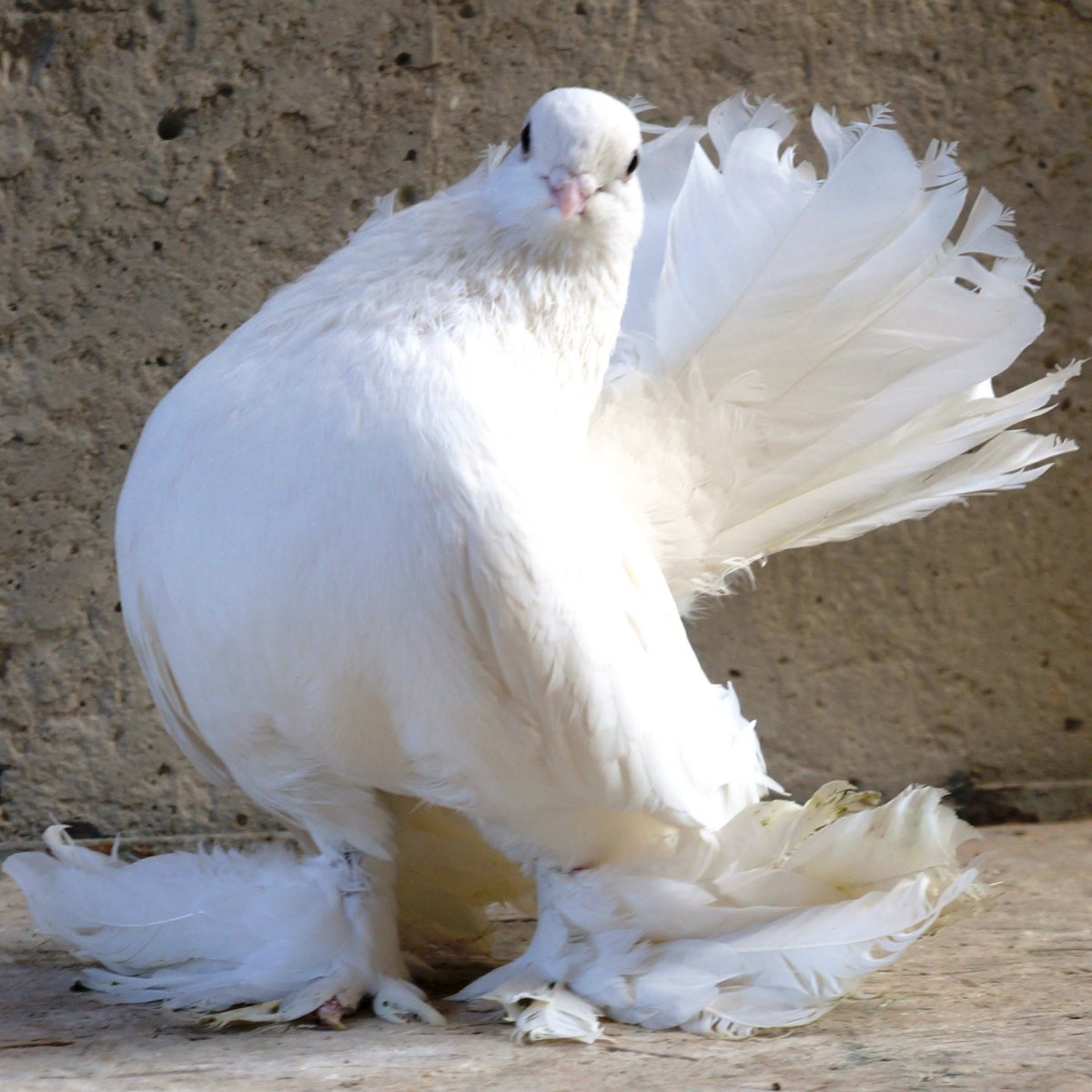 Голуби омские статные стандарт