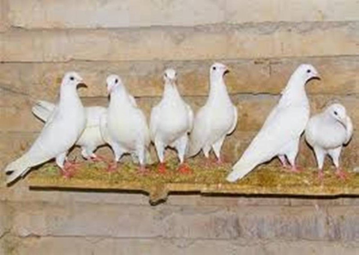 Голуби породы "белые Орловские"
