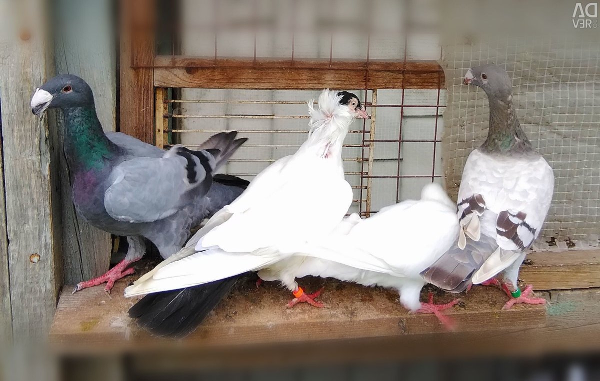 Голуби выставочные Московский монах