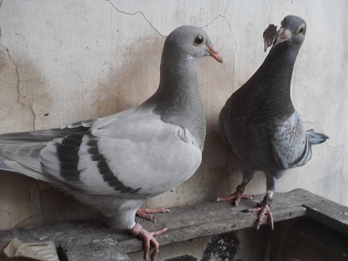 Голуби породы Арденны