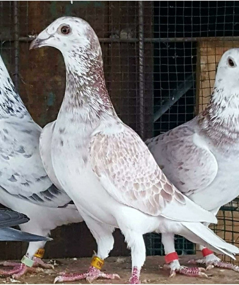 Чистые кружастые голуби