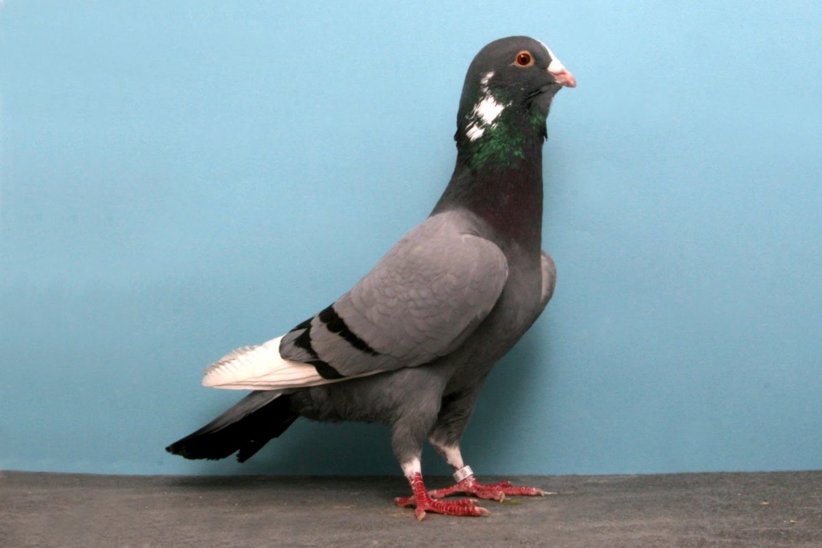 Сирийский складчатый голубь