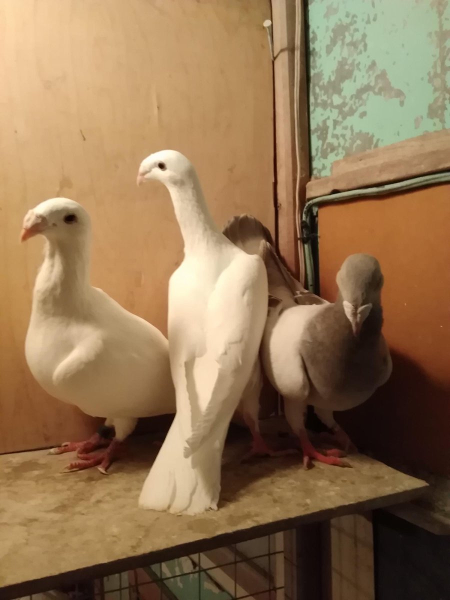 Птица в Москве пепельно белая