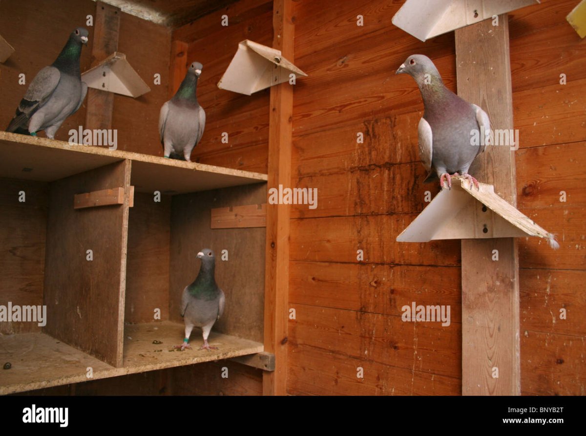 Обустройство голубятни