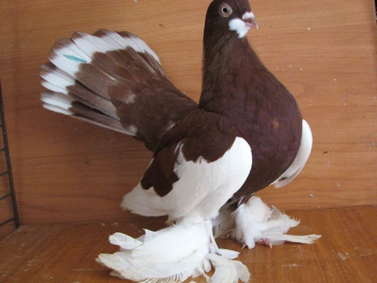 Саксонский Турман