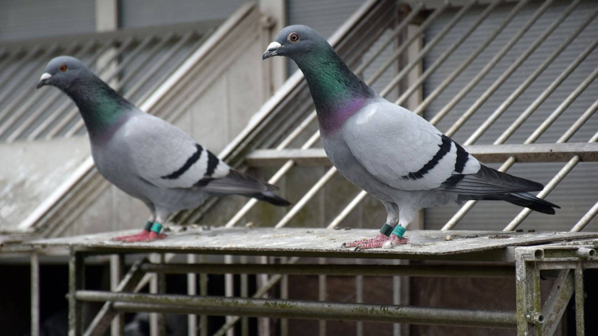 Сизые спортивные голуби