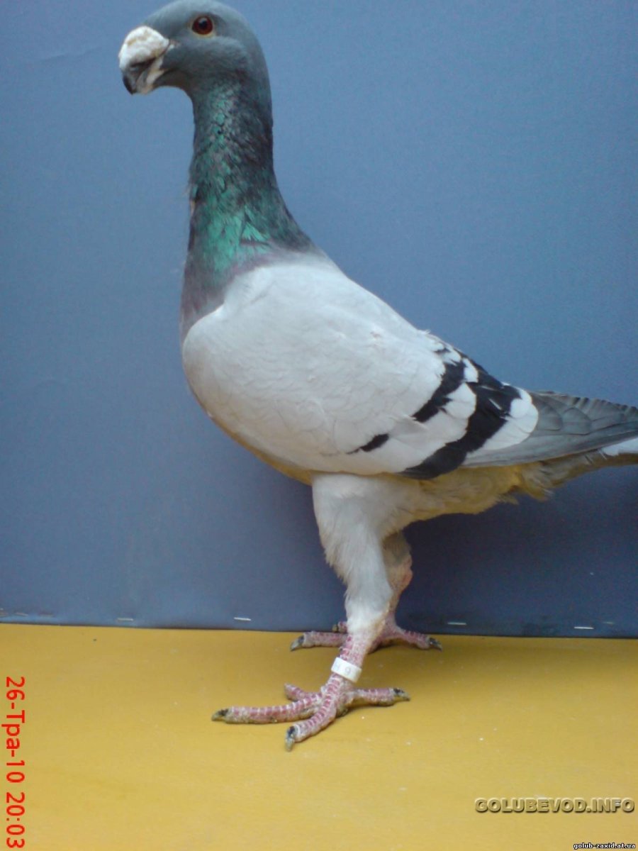 Немецкий Кайзер голубь