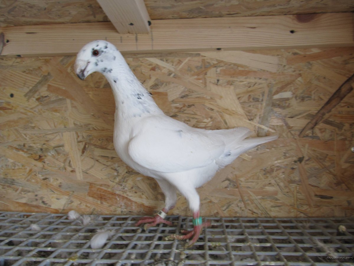 Немецкие выставочные голуби Дерюгина