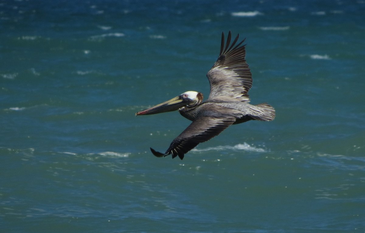 Черноморский Пеликан
