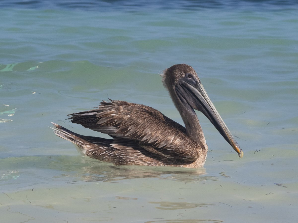 Бурый Пеликан