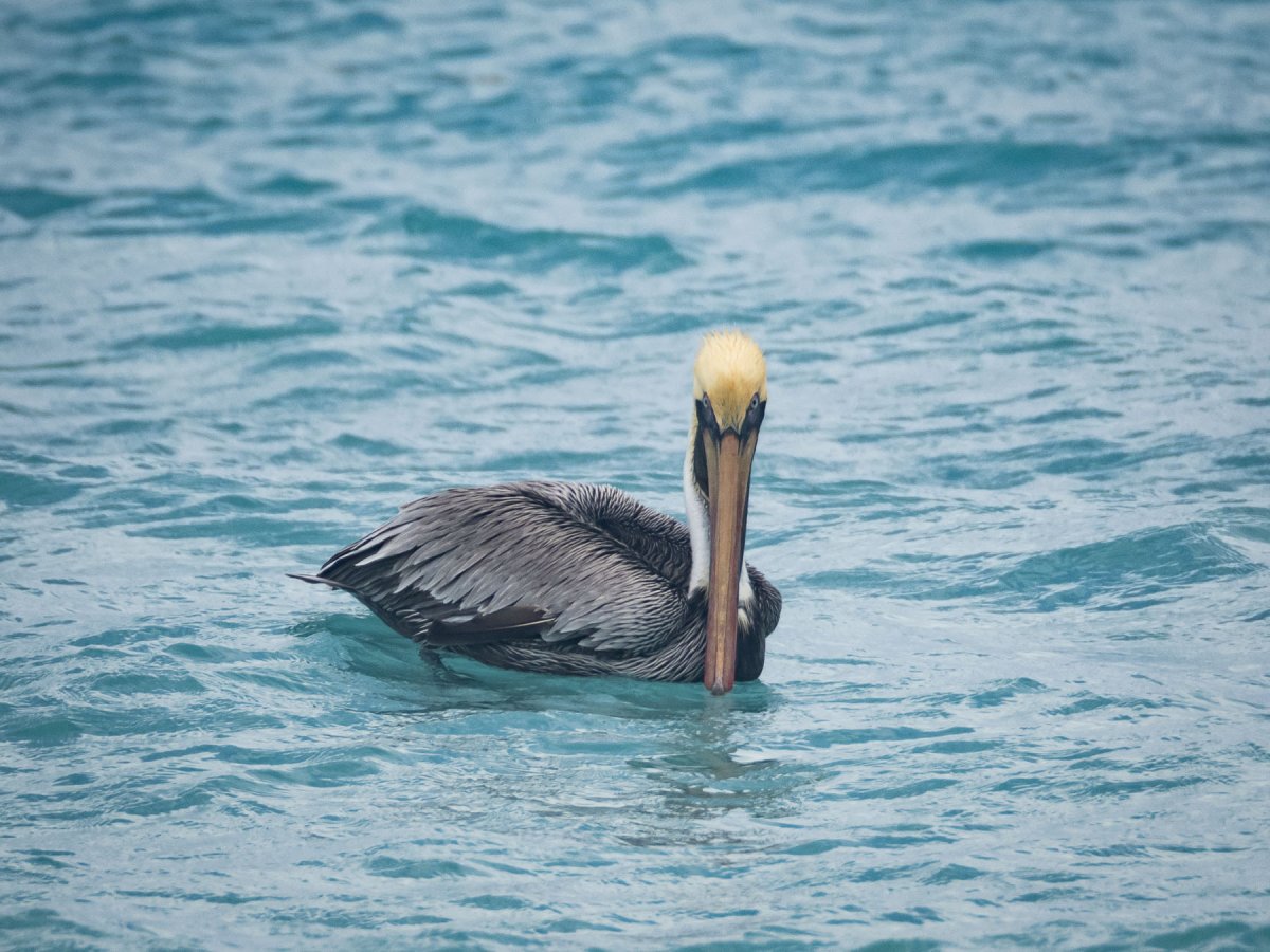Американский бурый Пеликан