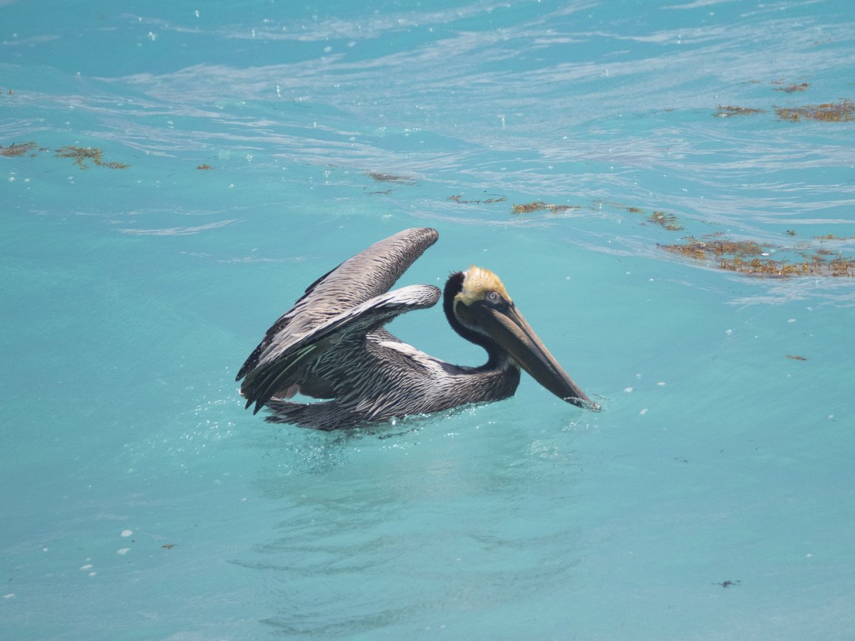 Американский бурый Пеликан