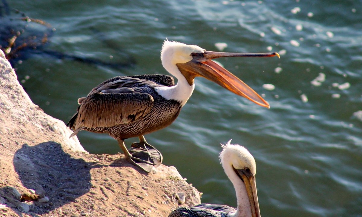 Пеликан черный Балтийский