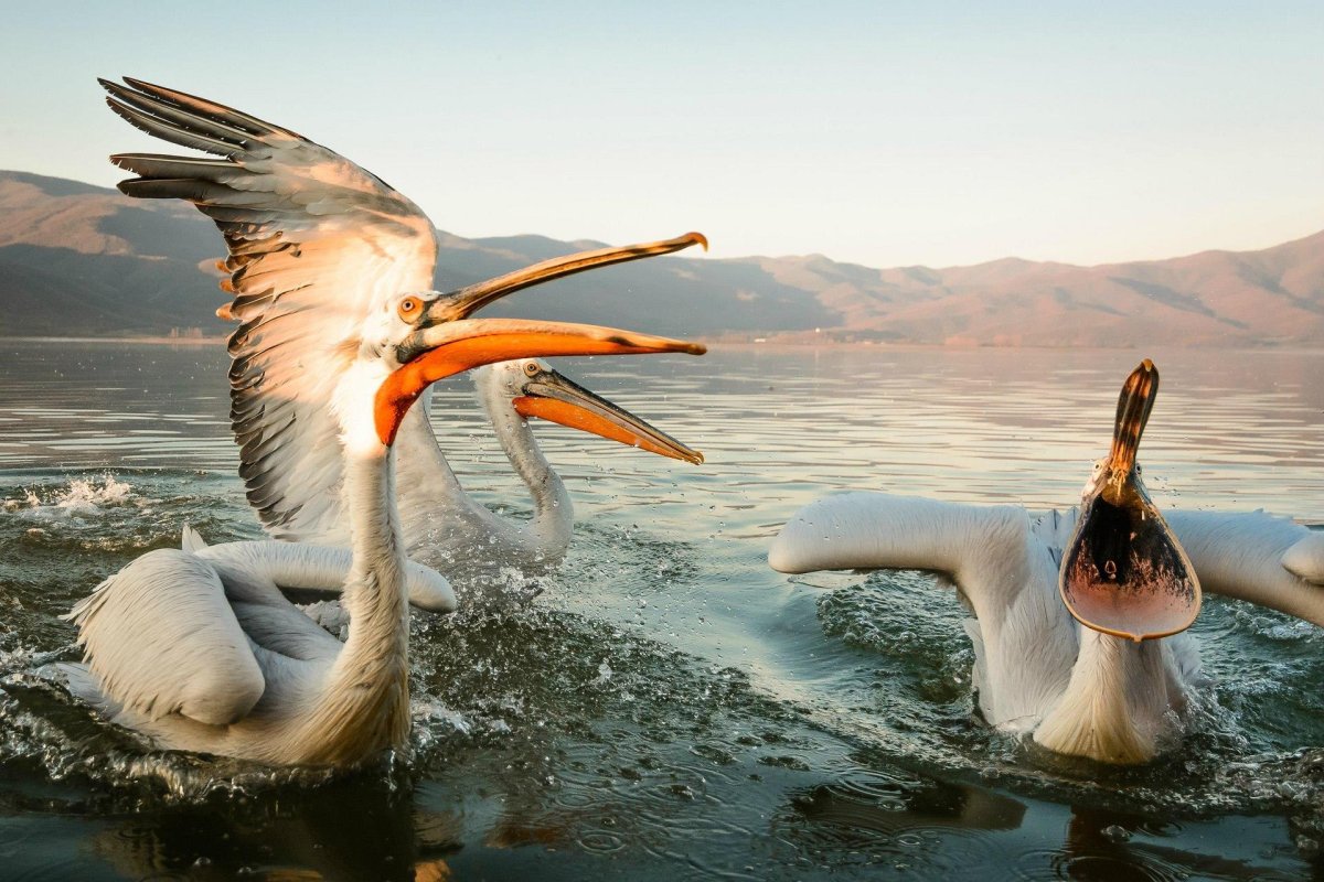 Пеликаны и Фламинго на Волге