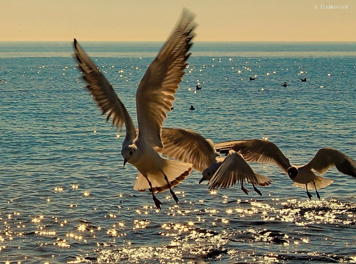 Должанская коса птицы