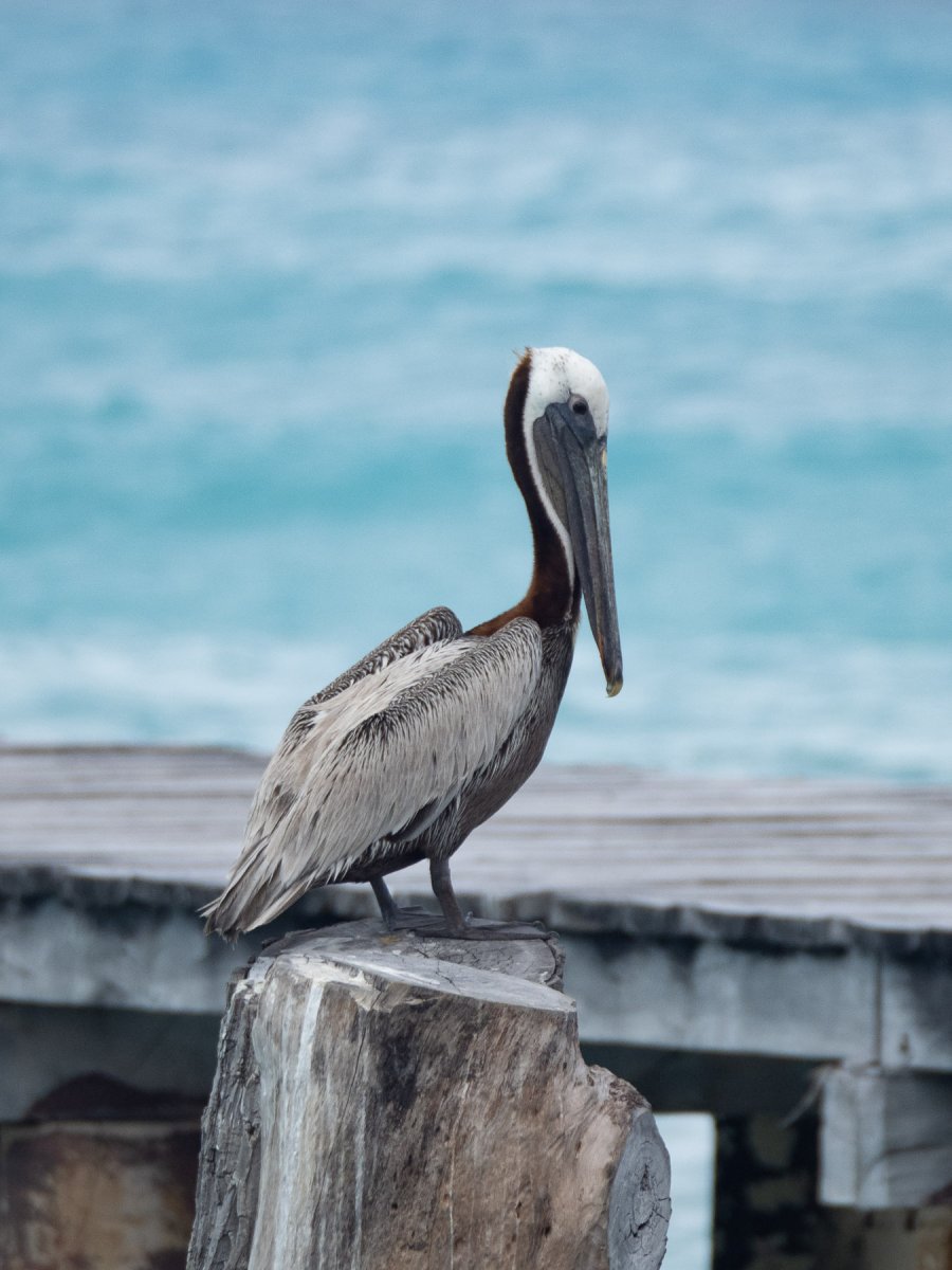 Пеликан Мексика