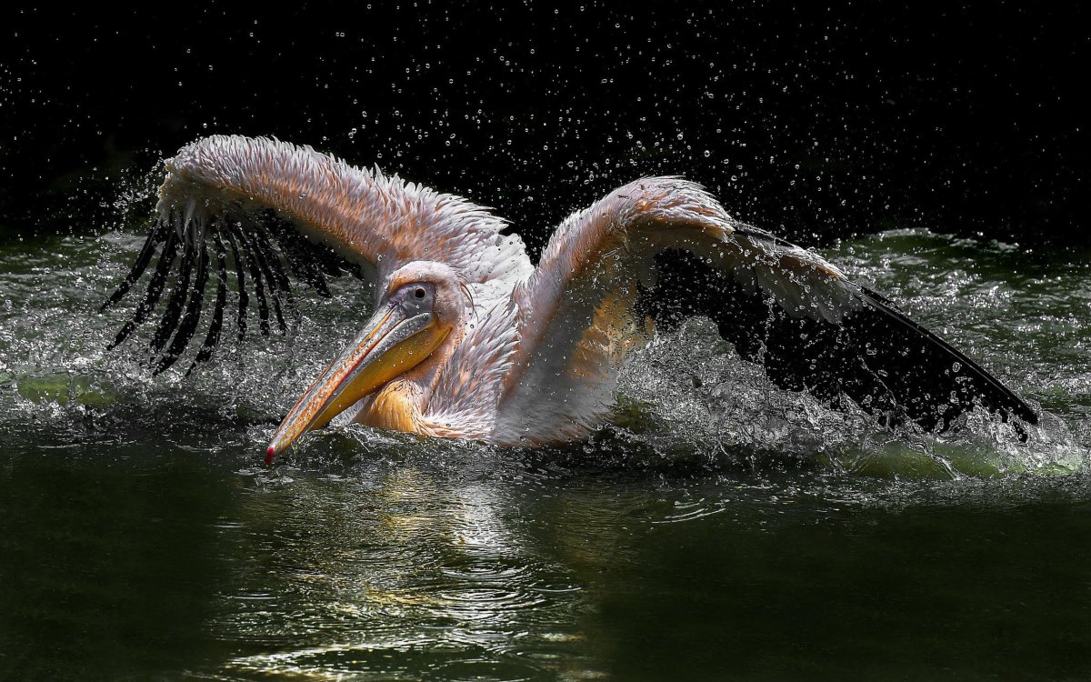 Пеликан охотится