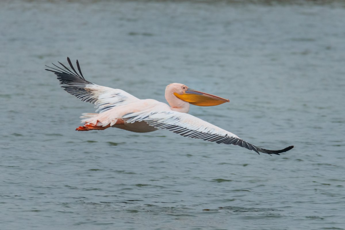 Розовый Пеликан и Фламинго