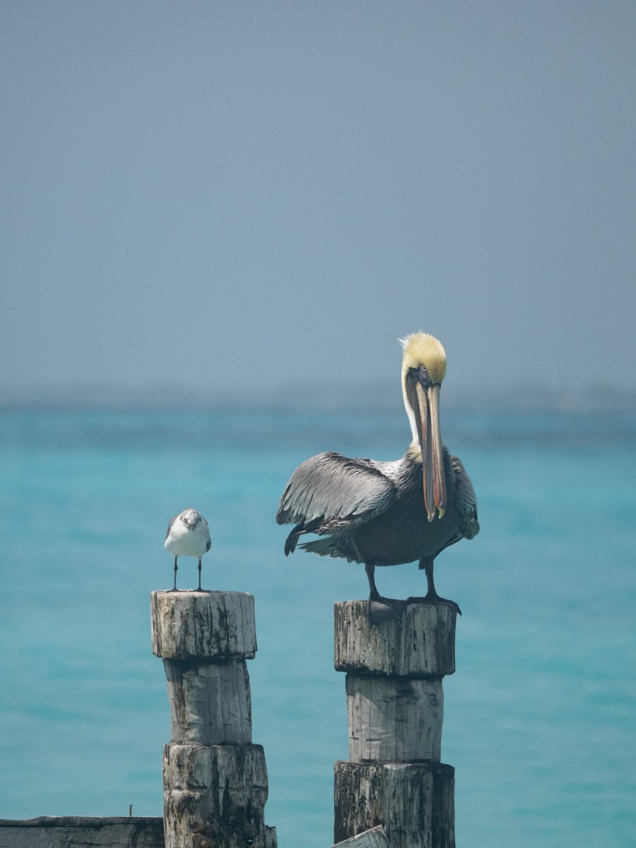 Мартин Пеликан горы