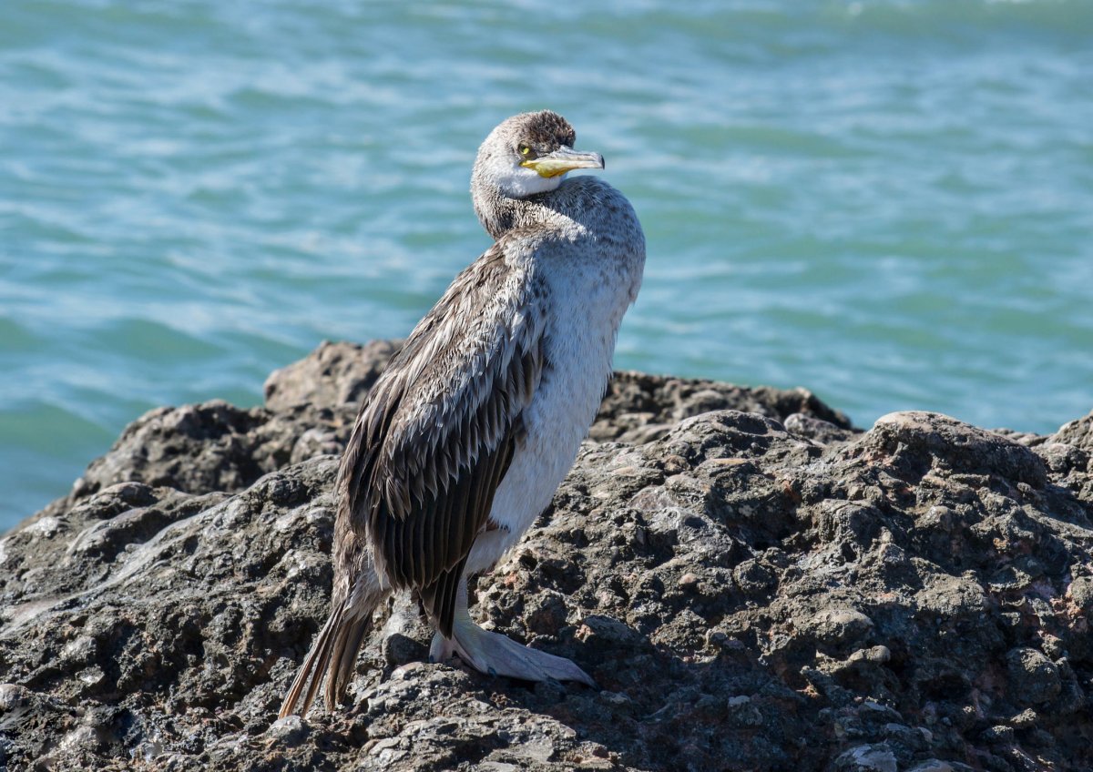 Баклан птица Коктебель