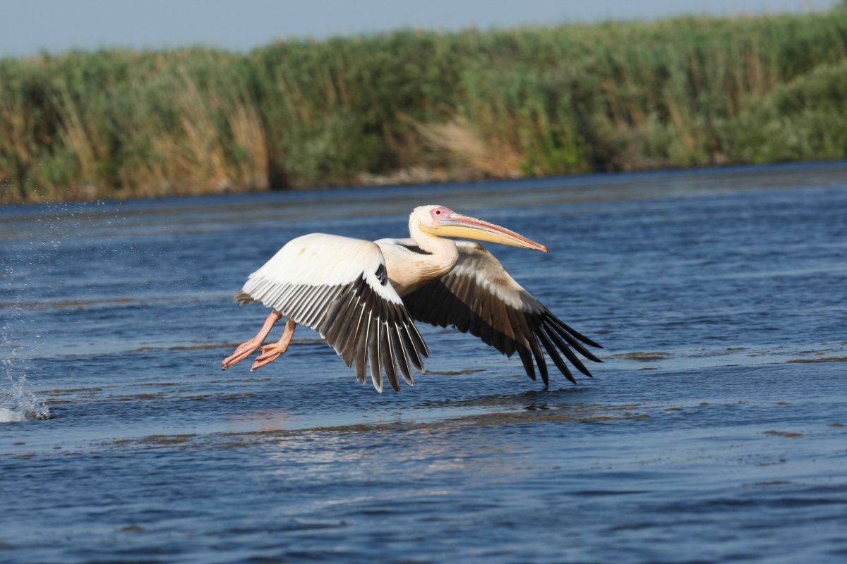 Розовый Пеликан в Курганской области