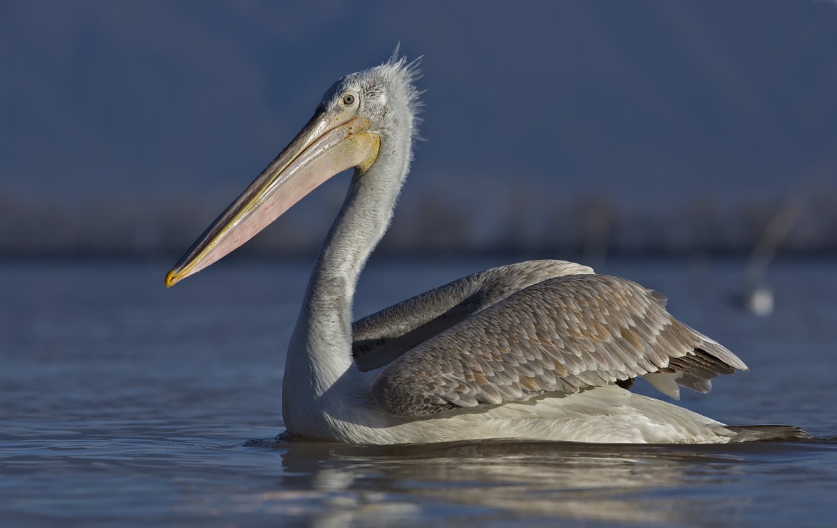 Кудрявый Пеликан красная книга Краснодарского края