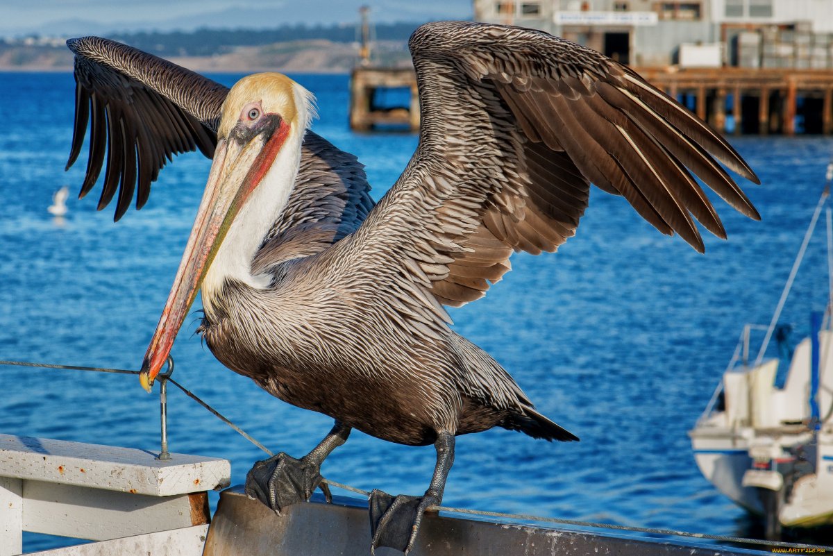 Страшный Пеликан