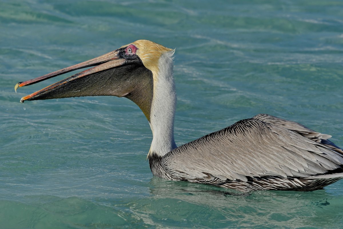 Американский бурый Пеликан