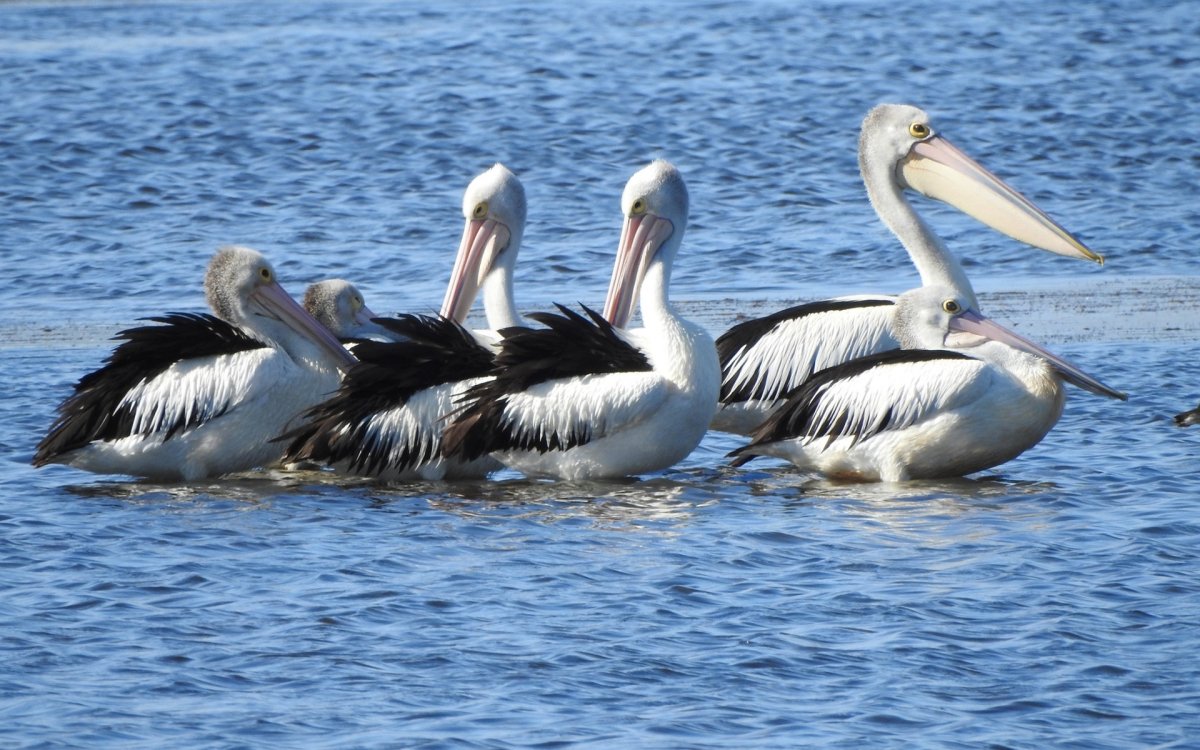 Пеликаны Доминиканы названия и фотографии