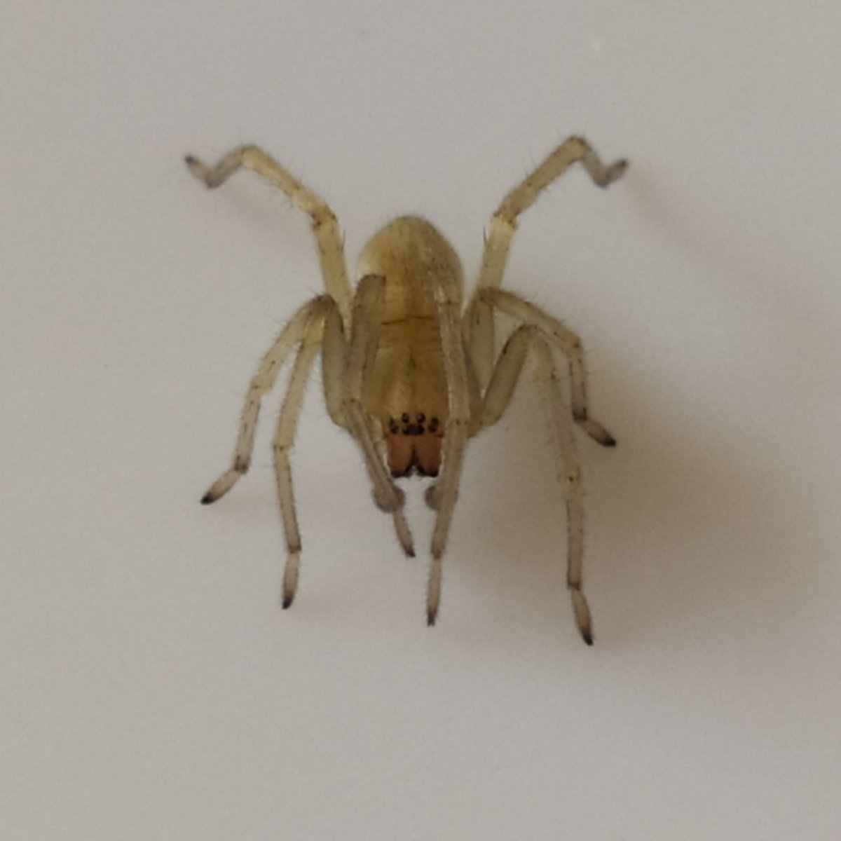 Хейракантиум мильде