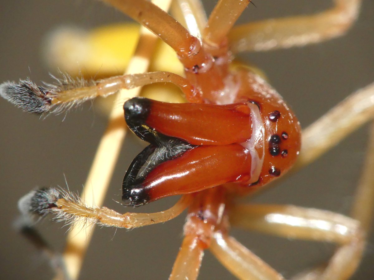 Сумчатый паук Cheiracanthium punctorium