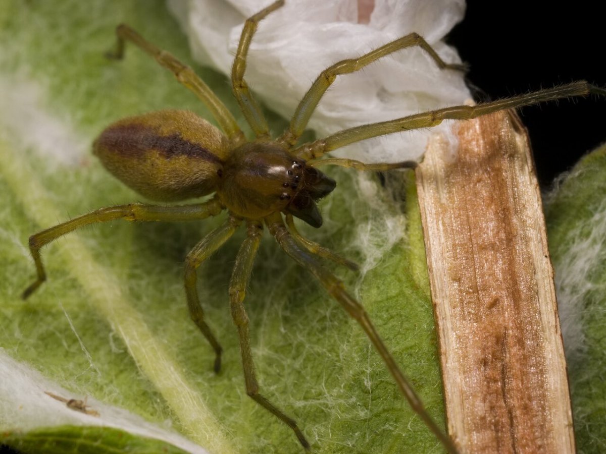 Сумчатый паук Cheiracanthium punctorium